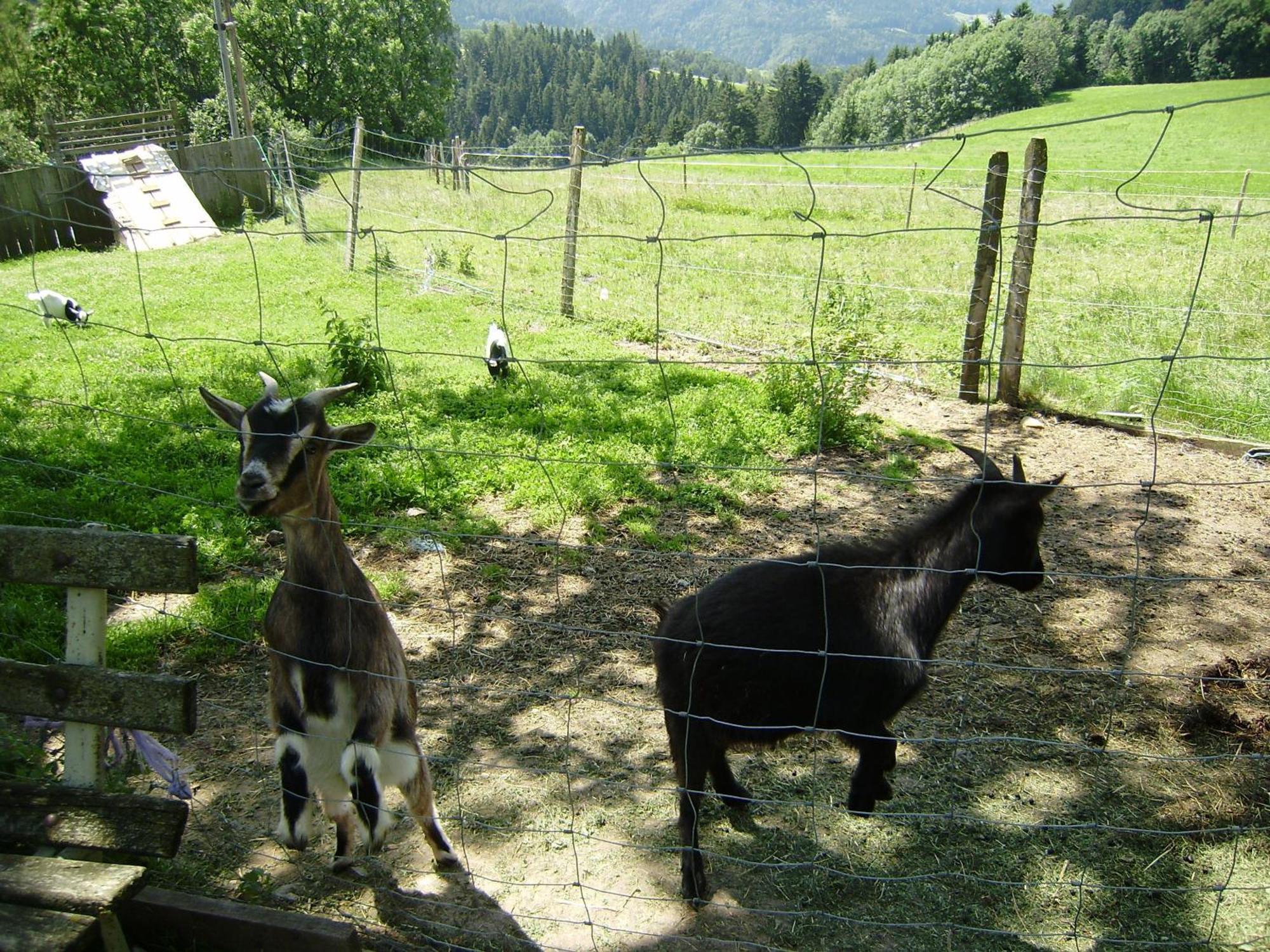 Apartmán Huberhof Im Almenland Sankt Kathrein am Offenegg Exteriér fotografie